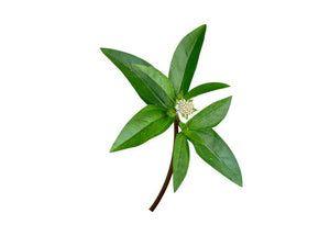 Bhringraj